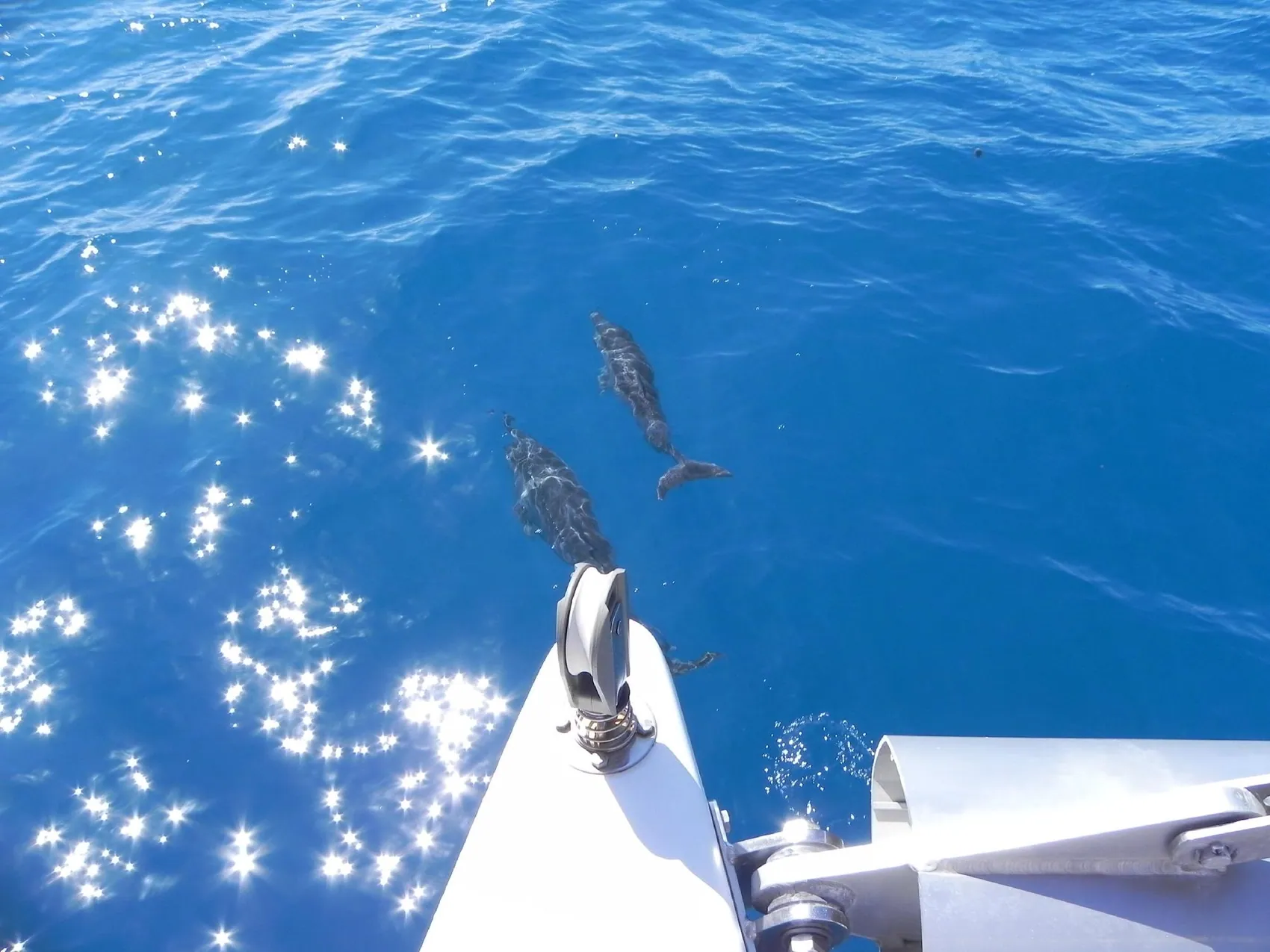 Dauphins nageant près du catamaran